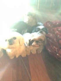 Poster for Other video from Jersey Shih Tzu