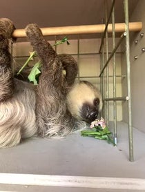 Poster for Pep Talk video from Fernando the Sloth