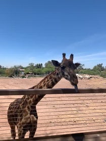 Poster for Other video from Giraffes at Phoenix Zoo
