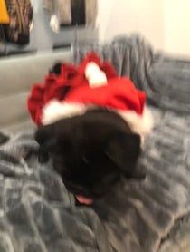 Poster for Other video from Chubbs The Wampug