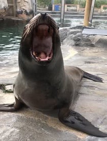 Poster for Pep Talk video from Diego the Sea Lion