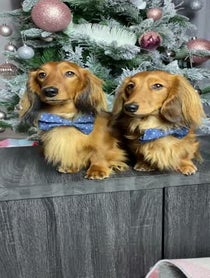 Poster for Pep Talk video from Cheddar & Chester