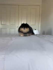 Poster for Birthday video from Mocha Pom