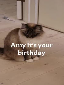 Poster for Other video from Nelly and Gilbert the cats