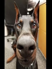 Poster for Birthday video from K9 Duke