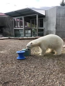 Poster for Other video from Nora the Polar Bear