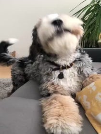 Poster for Other video from Blueberrythedoodle