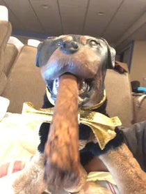 Poster for Holiday video from Triumph the Insult Comic Dog