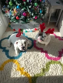 Poster for Birthday video from Eggnog The Bulldog
