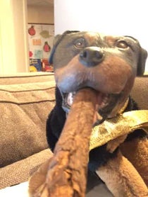 Poster for Holiday video from Triumph the Insult Comic Dog
