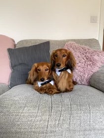 Poster for Birthday video from Cheddar & Chester