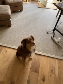Poster for Birthday video from Chester the Good Boy
