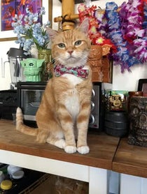 Poster for Other video from Fin For The Win Instafamous Cat