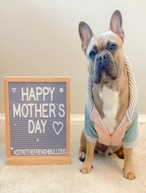 Poster for Mother's Day video from Astro the French Bulldog