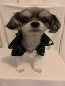 Poster for Other video from Tinkerbelle The Dog & Belle the Dog