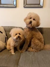 Poster for Birthday video from Puppy Named Charlie and Sawyer Saurus