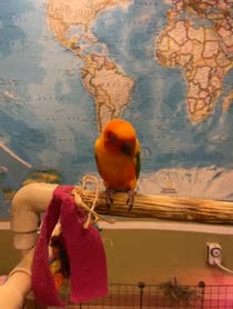 Poster for Birthday video from Lucy the Sun Conure