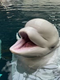 Poster for Pep Talk video from Georgia Aquarium