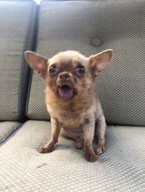 Poster for Other video from Bruno Mars The Chihuahua