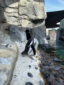 Poster for Pep Talk video from Penguins - Aquarium Of The Pacific