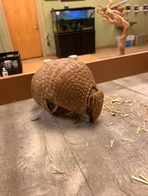 Poster for New Year video from Gwen the Armadillo