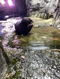 Poster for Gift video from Sea Otters at Aquarium of the Pacific