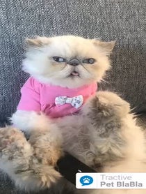 Poster for Other video from Shelby - Cat Personality