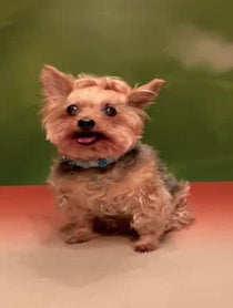 Poster for Other video from Roxie In the City