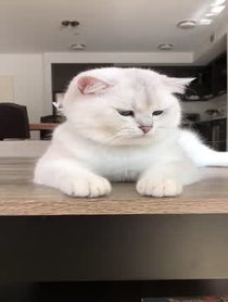 Poster for Other video from Coby The Cat