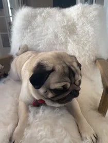 Poster for Pep Talk video from Moose the Pug