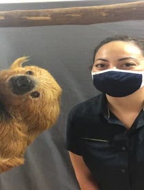 Poster for Birthday video from Curly the Sloth at Houston Zoo