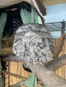 Poster for Pep Talk video from Darwin the Tawny Frogmouth