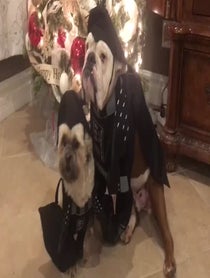 Poster for Other video from Sir Henry the English Bulldog