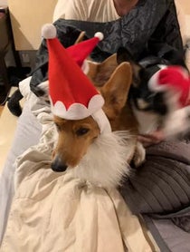 Poster for Other video from Cute Three Corgis of Instagram