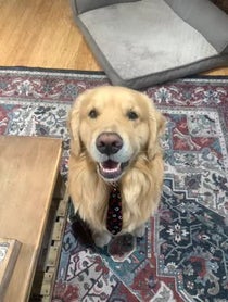 Poster for Valentine's Day video from Garth the Golden