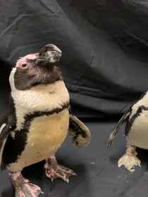 Poster for Anniversary video from Penguins at Dallas Zoo