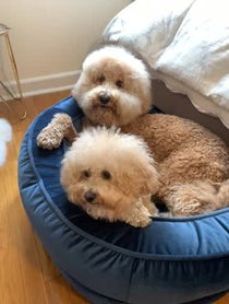Poster for Other video from Puppy Named Charlie and Sawyer Saurus