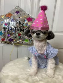 Poster for Other video from Tinkerbelle The Dog & Belle the Dog