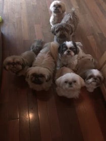 Poster for Birthday video from Jersey Shih Tzu