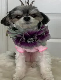 Poster for Other video from Tinkerbelle The Dog & Belle the Dog