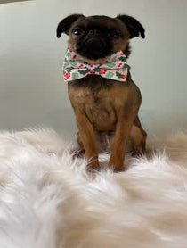 Poster for Gift video from Walter the Griff