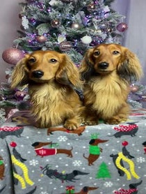 Poster for Birthday video from Cheddar & Chester