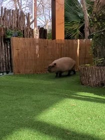 Poster for Other video from Dallas Zoo Capybara