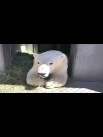 Poster for Birthday video from Nora the Polar Bear