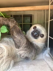 Poster for Other video from Fernando the Sloth