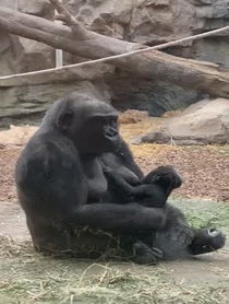 Poster for Gift video from Western Lowland Gorillas