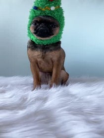 Poster for Holiday video from Walter the Griff