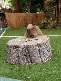 Poster for Gift video from Dallas Zoo Capybara