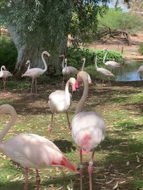 Poster for Holiday video from Flamingos