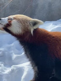 Poster for Gift video from Red Pandas